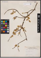 Salix bebbiana Sarg.